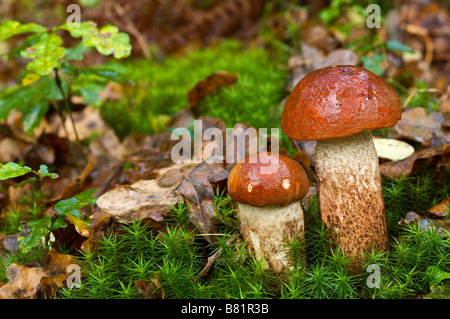 Rot begrenzt Scaber Stiel Leccinum Aurantiacum Pays Basque France Stockfoto