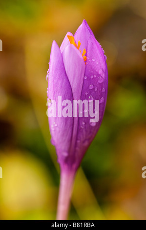 Blume der Wald Crocus sp im Herbst Pays Basque Frankreich Stockfoto