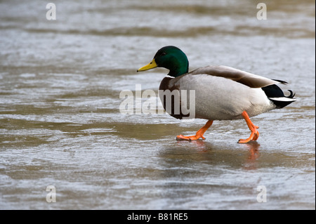 Stockente (Anas Platyrhynchos) Männchen am zugefrorenen See Golden Acre Park Leeds West Yorkshire England UK Europa Februar Stockfoto