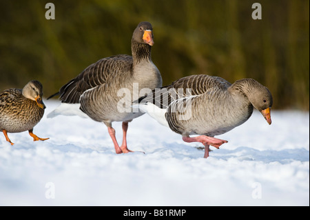 Graylag Gans (Anser Anser) Erwachsenen paar und Stockenten (Anas Platyrhynchos) Erwachsenfrau zu Fuß auf Schnee Golden Acre Park Leeds Stockfoto