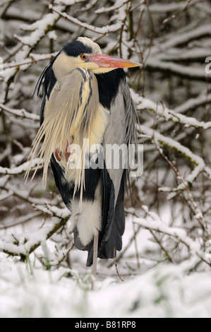 Graureiher im Schnee Stockfoto