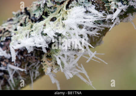 Frost-Kristalle auf Flechten Winter cotswolds Stockfoto