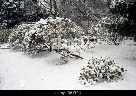 Rhododendron mit Schnee bedeckt Stockfoto