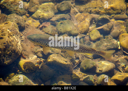 Bachforelle Salmo Trutta in Nive Fluss bei Saint Jean Pied de Porc France Stockfoto