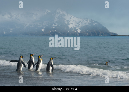 Königspinguine (Aptenodytes Patagonicus) in das Meer, Salisbury Plain, South Georgia Island Stockfoto