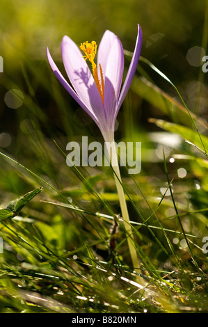 Blume der Wald Crocus sp im Herbst Pays Basque Frankreich Stockfoto