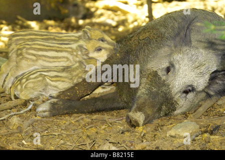 Ferkel trinken Stockfoto