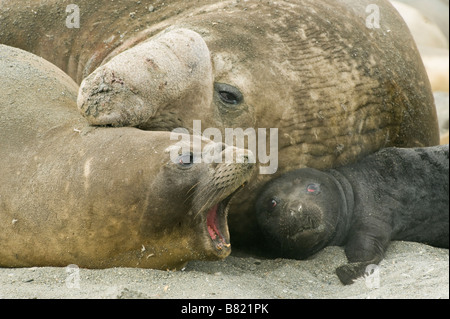 Südlichen See-Elefanten (Mirounga Leonina) Stier männlich, weiblich und neue Welpen, South Georgia Island, Antarktis Stockfoto