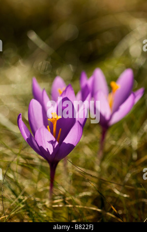 Blume der Wald Crocus sp im Herbst Pays Basque Frankreich Stockfoto