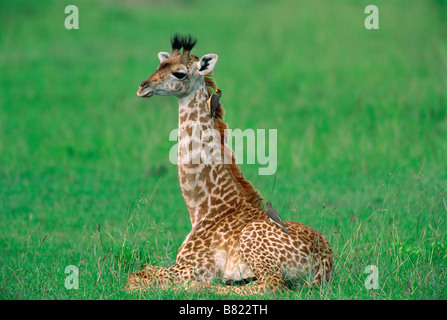 Masai-Giraffe (Giraffa Plancius Tippelskirchi) jung sitzen mit Oxpecker am Hals, Serengeti Nationalpark, Tansania Stockfoto