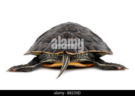 Yellow Bellied Schildkröte, ist Scripta Scripta, Ansicht von hinten. Stockfoto