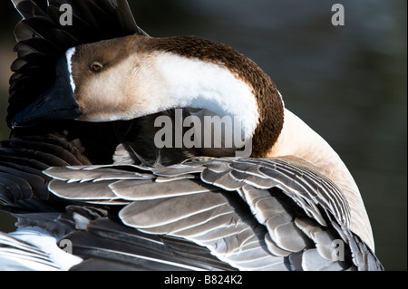 Chinesische inländische Gans (Anser Cygnoides) Erwachsenen putzen Golden Acre Park Leeds Nature Reserve West Yorkshire England UK Europe Stockfoto