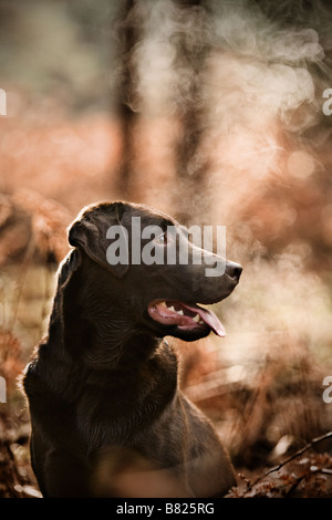 Chocolate Labrador in kalte Landschaft Stockfoto