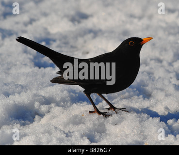 Männliche Amsel (Turdus Merula) im Winter Stockfoto