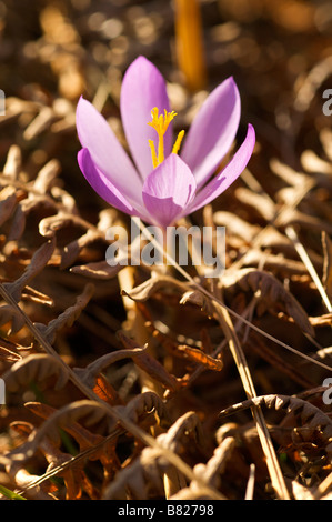 Blume der Wald Crocus sp im Herbst Pays Basque Frankreich Stockfoto