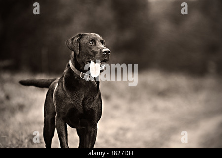 Stolz auf Alert Labrador in Landschaft Stockfoto