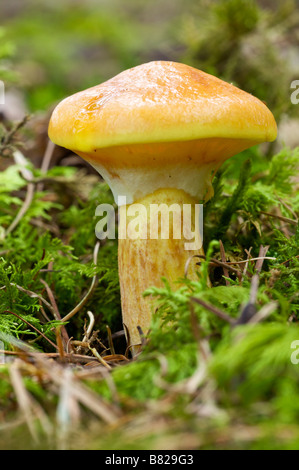 Lärche Bolete Suillus Grevillei Pays Basque France Stockfoto