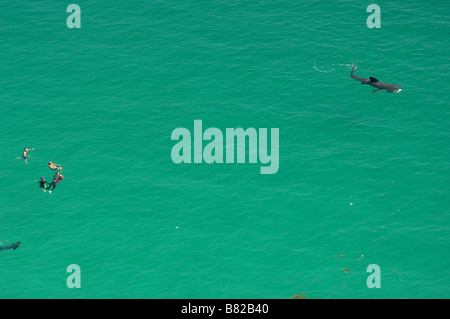 Riesenhaie mit Schwimmern - Johannes Gollop Stockfoto