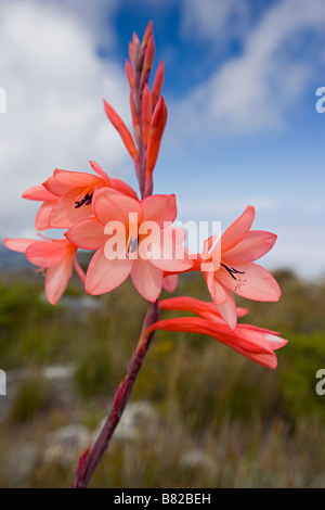 Nahaufnahme einer Blume Pfirsich / rosa wächst auf der Oberseite Tafelberg, Kapstadt, Südafrika. Stockfoto