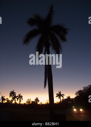 Palmen vor Abendhimmel Collier Seminole State Park, Florida Stockfoto