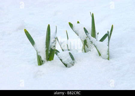 Narzisse (Narcissus Pseudonarcissus) schießt durch Schnee entstehen. Stockfoto