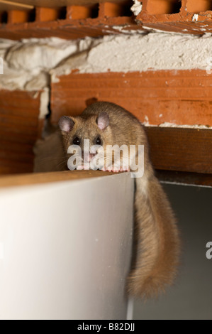 Essbare oder Fett Siebenschläfer Myoxus Glis in einem Haus-Brive-la-Guaillarde-Frankreich Stockfoto