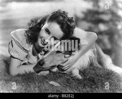 Mut von Lassie Jahr: 1946 USA Elizabeth Taylor (Liz Taylor) Regie: Fred M. Wilcox Stockfoto