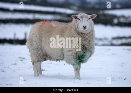 Schaf stehend im Schnee in einem Feld mit Markierungen auf Vlies mit Blickkontakt Stockfoto
