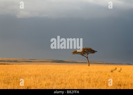 Akazie steht entlang auf die goldene Gräser der Serengeti in Masai Mara National Reserve, Kenia. Stockfoto