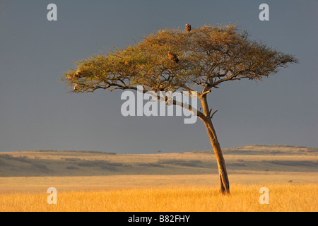 Akazie steht entlang auf die goldene Gräser der Serengeti in Masai Mara National Reserve, Kenia. Stockfoto