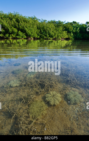 Kopf-Quallen auf flachen Bucht Boden, Curry Hängematte State Park, Florida Keys, Florida Stockfoto