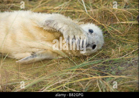 Porträt von Kegelrobben Halichoerus Grypus Pup ruht auf Salzwiesen, in einer spielerischen Pose. Der Welpe ist seine Nase abdecken. Stockfoto