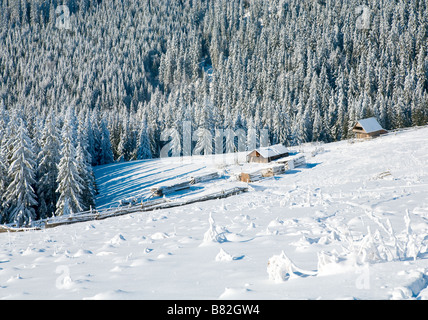 Winter Ruhe Berglandschaft mit Raureif und Schnee Fichten mit Schuppen-Gruppe in der Nähe von Wald bedeckt Stockfoto