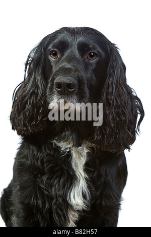 Englischer Cocker Spaniel, Isolated on White Stockfoto