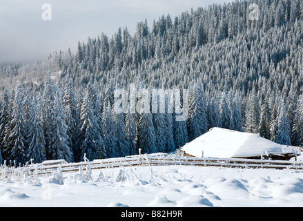 Winter Ruhe Berglandschaft mit Raureif und Schnee Fichten mit Schuppen-Gruppe in der Nähe von Wald bedeckt Stockfoto