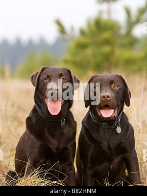 Chocolate Labrador Brüder auf dem Lande Stockfoto
