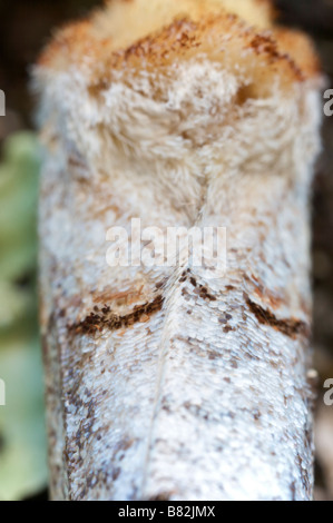 Flügel-Detail von einem Buff Tipp Phalera Bucephala Notodontidae Brive le Gaillarge Frankreich Stockfoto