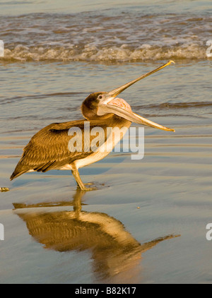 Mexiko SINOLA Zustand MAZATLAN Nahaufnahme Blick auf Brown Pelican mit weit offenem Mund und Speiseröhre hervorstehenden am Strand Stockfoto