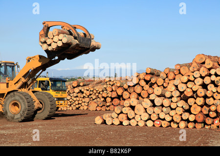 Loader und Talon der Kiefer Protokolle für export bei Holzlagerplatz, Prime Port, Timaru, Canterbury, Südinsel, Neuseeland Stockfoto