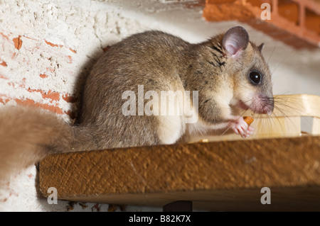 Essbare oder Fett Siebenschläfer Myoxus Glis in einem Haus-Brive-la-Guaillarde-Frankreich Stockfoto