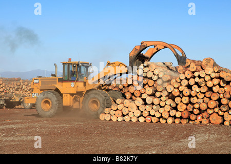 Loader und Talon der Kiefer Protokolle für export bei Holzlagerplatz, Prime Port, Timaru, Canterbury, Südinsel, Neuseeland Stockfoto