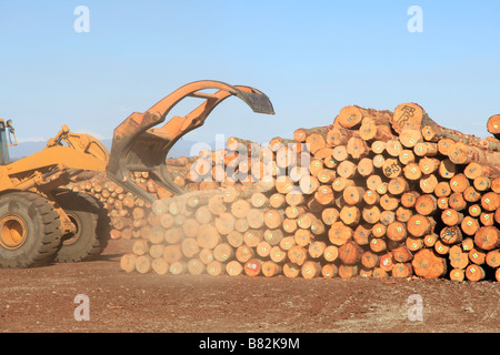 Loader und Talon der Kiefer Protokolle für export bei Holzlagerplatz, Prime Port, Timaru, Canterbury, Südinsel, Neuseeland Stockfoto