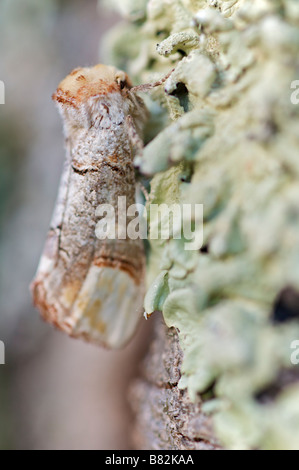 Buff Tipp Phalera Bucephala Notodontidae Brive le Gaillarge Frankreich Stockfoto