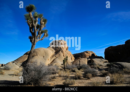 Joshua Tree Nationalpark Jumbo Rocks Bereich dramatische Monzogranite sedimentär Kalifornien Stockfoto