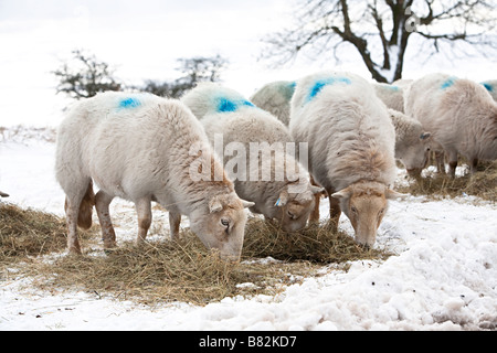 Schaf Essen Heu vom Bauern im Winter Schnee Wales UK Stockfoto