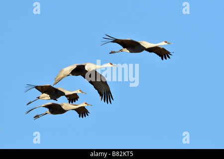 Morgen-flyout Stockfoto