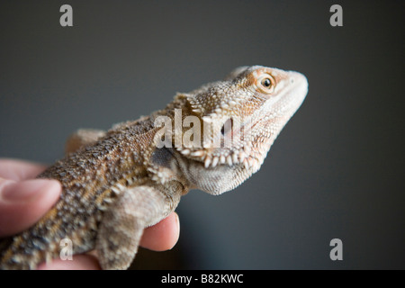 Hand hält Haustier Bartagame Eidechse, schnaufend, "Bart" Stockfoto