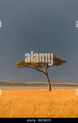 Akazie steht entlang auf die goldene Gräser der Serengeti in Masai Mara National Reserve, Kenia. Stockfoto