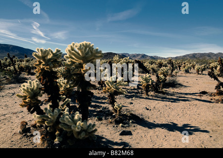 Cholla Cactus Opuntia Bigelovii springen Teddy Bear Cholla Cactus Garden Joshua Tree National Park california Stockfoto