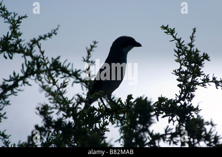 Unechte Shrike Sitzstangen auf Strauch zwar entlang Oceanside b jedes Curry Hängematte State Park Florida Keys Florida Stockfoto